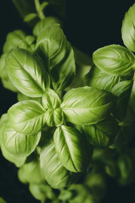 Albahaca bolsa grande 250 grs