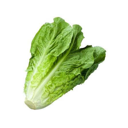 Lechuga Romana